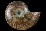 Agatized Ammonite Fossil (Half) - Madagascar #114914-1